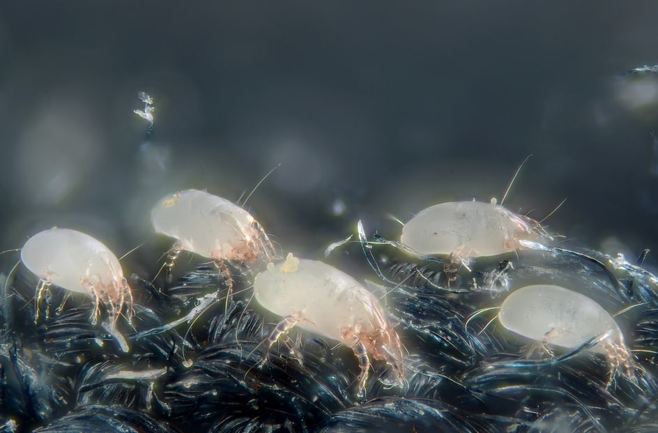 Hygienitech Mattress Cleaners Destroys Dust Mites Where They Live