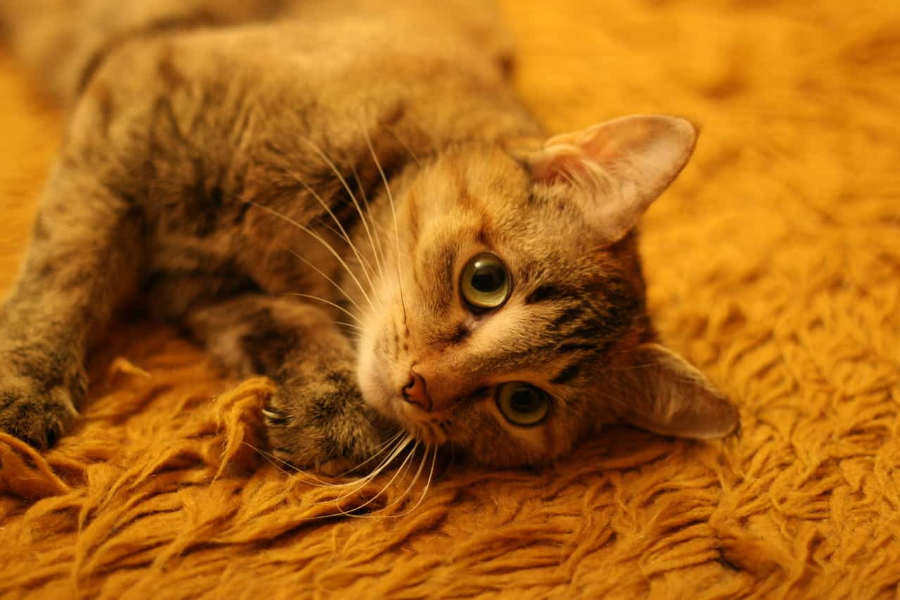 5 Quick Tips for New Carpet Owners