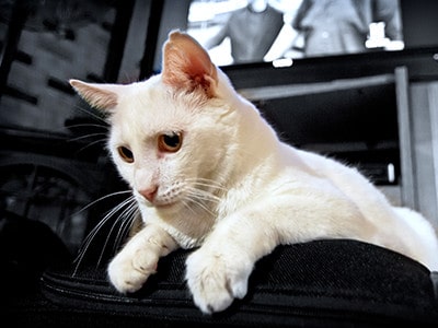 Cats and Preventing Common Carpet Damages