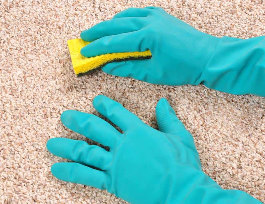 Treating and Preventing Carpet Mould
